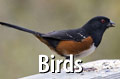 Comox Valley Royston Birds
