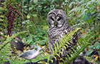 Barred Owl - Oct 2014