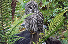Barred Owl - Oct 2014
