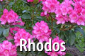 Comox Valley Royston Rhododendron